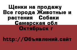 Щенки на продажу - Все города Животные и растения » Собаки   . Самарская обл.,Октябрьск г.